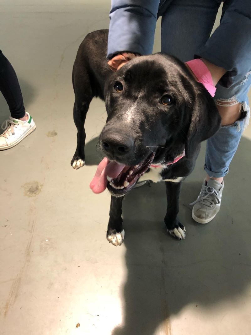 pets ready for adoption