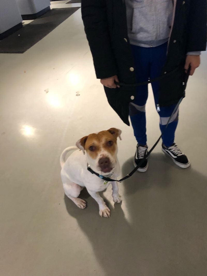 pets ready for adoption