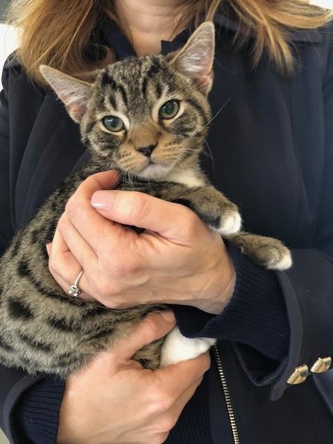 pets ready for adoption