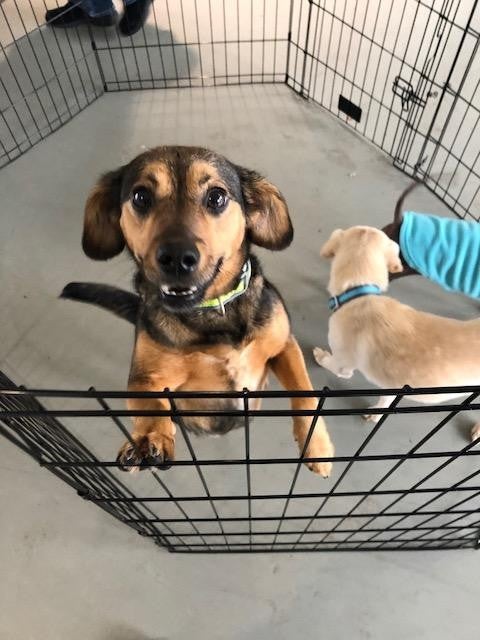 pets ready for adoption