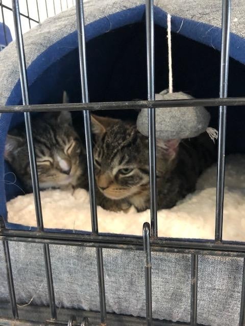 pets ready for adoption