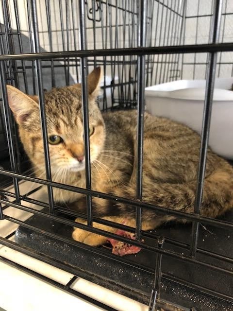 pets ready for adoption